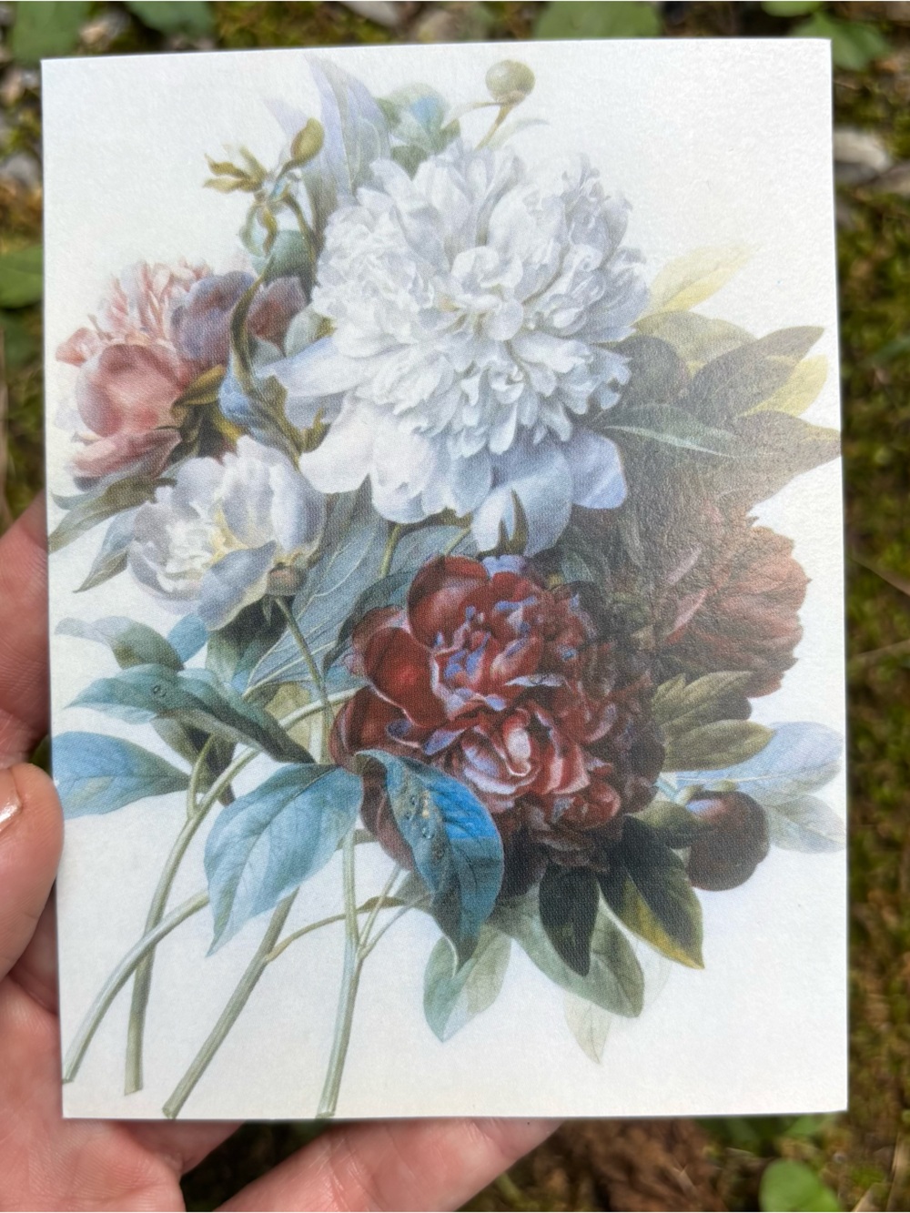 Vintage Redouté Peony Art Note Cards - Christie's London (3ct)